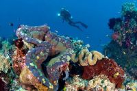 © copyright by Raja 4 Divers