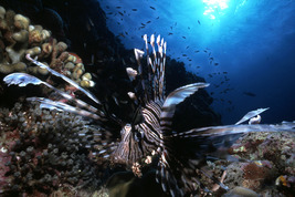 © copyright by Palau Visitors Authority