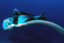 © copyright by Palau Visitor Authority