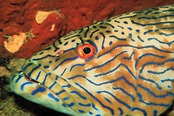 © copyright by Odyssey Adventures
