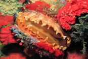 © copyright by Odyssey Adventures