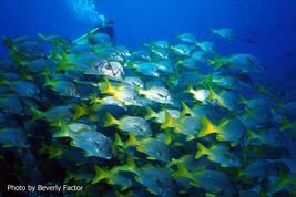 © copyright by Beverly Factor for Peter Hughes Diving Inc.
