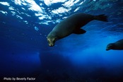 © copyright by Beverly Factor for Peter Hughes Diving Inc.