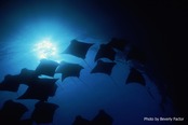 © copyright by Beverly Factor for Peter Hughes Diving Inc.