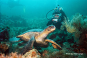 © copyright by Peter Lange for Peter Hughes Diving Inc.