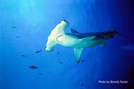 © copyright by Beverly Factor for Peter Hughes Diving Inc.