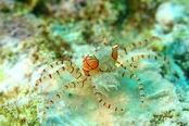 © copyright by Layang Layang Island Resort
