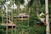 © copyright by Coco Beach Resort