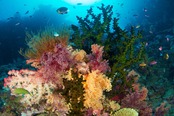 © copyright by Ra Divers