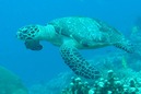 © copyright by Sea Explorers