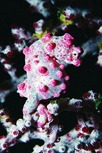 © copyright by Sea Explorers
