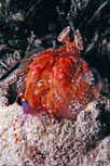 © copyright by Sea Explorers