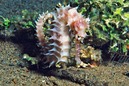 © copyright by Sea Explorers