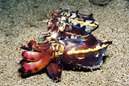 © copyright by Sea Explorers