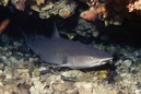 © copyright by Sea Explorers