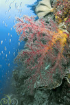 © copyright by Jones Shimlock for Misool Eco Resort