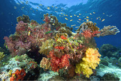 © copyright by Misool Eco Resort