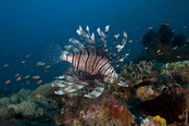 © copyright by Gangga Divers
