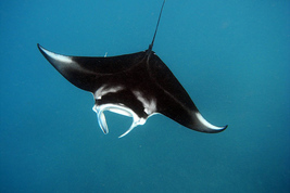© copyright by Gangga Divers