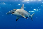 © copyright by Worldwide Dive & Sail