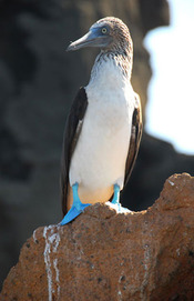 © copyright by Explorer Ventures