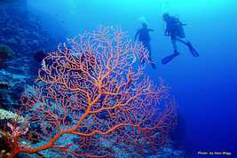© copyright by Beqa Lagoon Resort