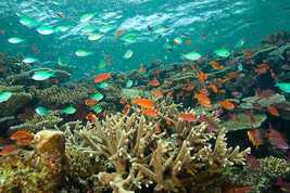 © copyright by Beqa Lagoon Resort