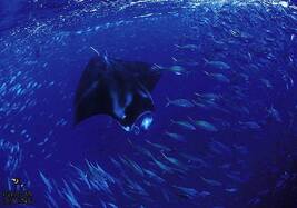 © copyright by Papua Diving