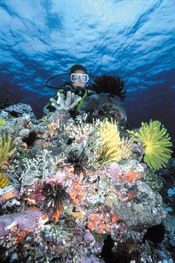 © copyright by Pro Dive