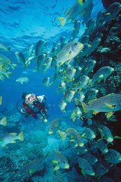 © copyright by Pro Dive