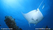© copyright by Lady Elliot Island Resort