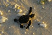© copyright by Heron Island