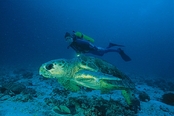 © copyright by Heron Island