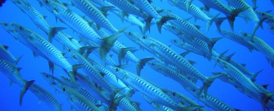 © copyright by Diversion Dive Travel