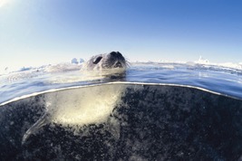 © copyright by J&uuml;rgen Freund