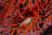 © copyright by Odyssey Expeditions