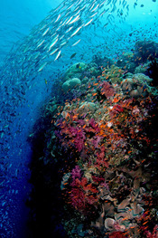 © copyright by Wananavu Resort