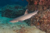 © copyright by Ra Divers