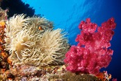 © copyright by Ra Divers