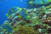 © copyright by Raja 4 Divers