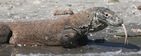 © copyright by Thomas Reich, www.scubavision.de