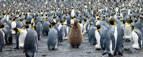 © copyright by Lynne & Bruce Noel, Oceanwide Expeditions
