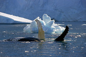 © copyright by G&ouml;ran Ehlme, Oceanwide Expeditiopns