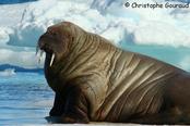 © copyright by Christophe Gouraud, Oceanwide Expeditiopns