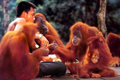 © copyright by Visit Indonesia Tourism Office