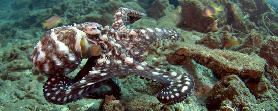 © copyright by Mark Snyder www.starknakedfish.com