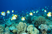 © copyright by Eco Divers