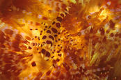 © copyright by Eco Divers