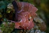 © copyright by Mark Snyder www.starknakedfish.com