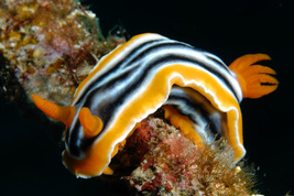 © copyright by Kurt Amsler, www.photosub.com